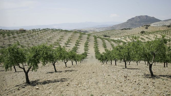 Sistemas de riego agricola en Cádiz